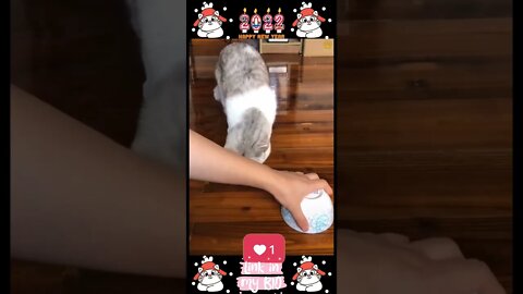 #08_😂😹😂 #Cute #Animals #For #When #You #Are #Stressed 😂😹😂 (#2022)