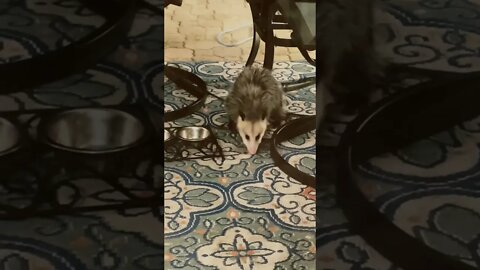 Bonus Percy the Possum! #possum #possums #playingpossum #shorts