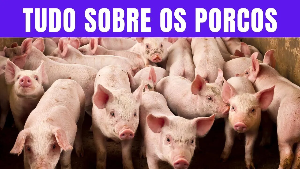 Explorando o Universo dos Porcos Alimentação, Reprodução e Curiosidades.