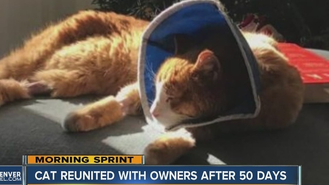 Missing cat reunited with owners after 50 days