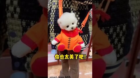 WHY.ARE.YOU.SO.CUTE??? #Puppy #Dogs #Shorts #Puppyvideo #Shortvideo #dog #doglover #cutedog #puppylo