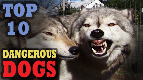 TOP 10 Most Deadliest Dog Breeds In The World