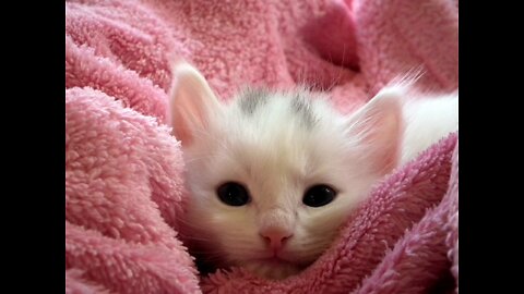 Funny cat and cute kitty Playing compilation for laugh!