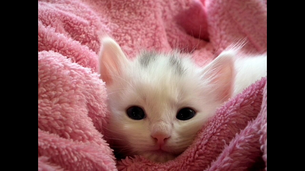 Funny cat and cute kitty Playing compilation for laugh!