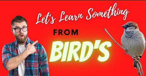 Lets Learn Something from Birds and change your life