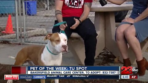 Pet of the Week: Tu Spot