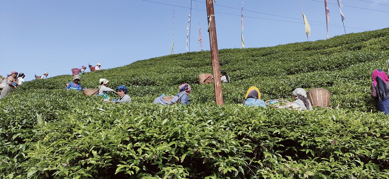 A view of the beautiful surroundings of the tea garden.