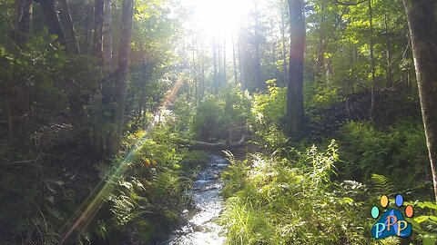 Essence of the Wilds: Episode 18. Calming Nature in UltraHD 4k with soft, relaxing music.