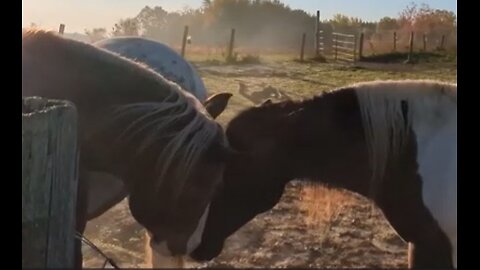 Wesley and Avi - first time in same pasture - 19 Oct 2024