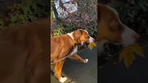 SO CUTE! My dog loves to carry leaves 🍁