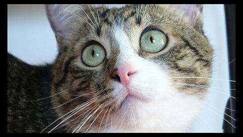Cat Photography