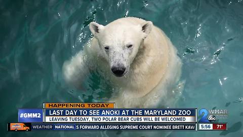 Last day before Anoki leaves Maryland Zoo