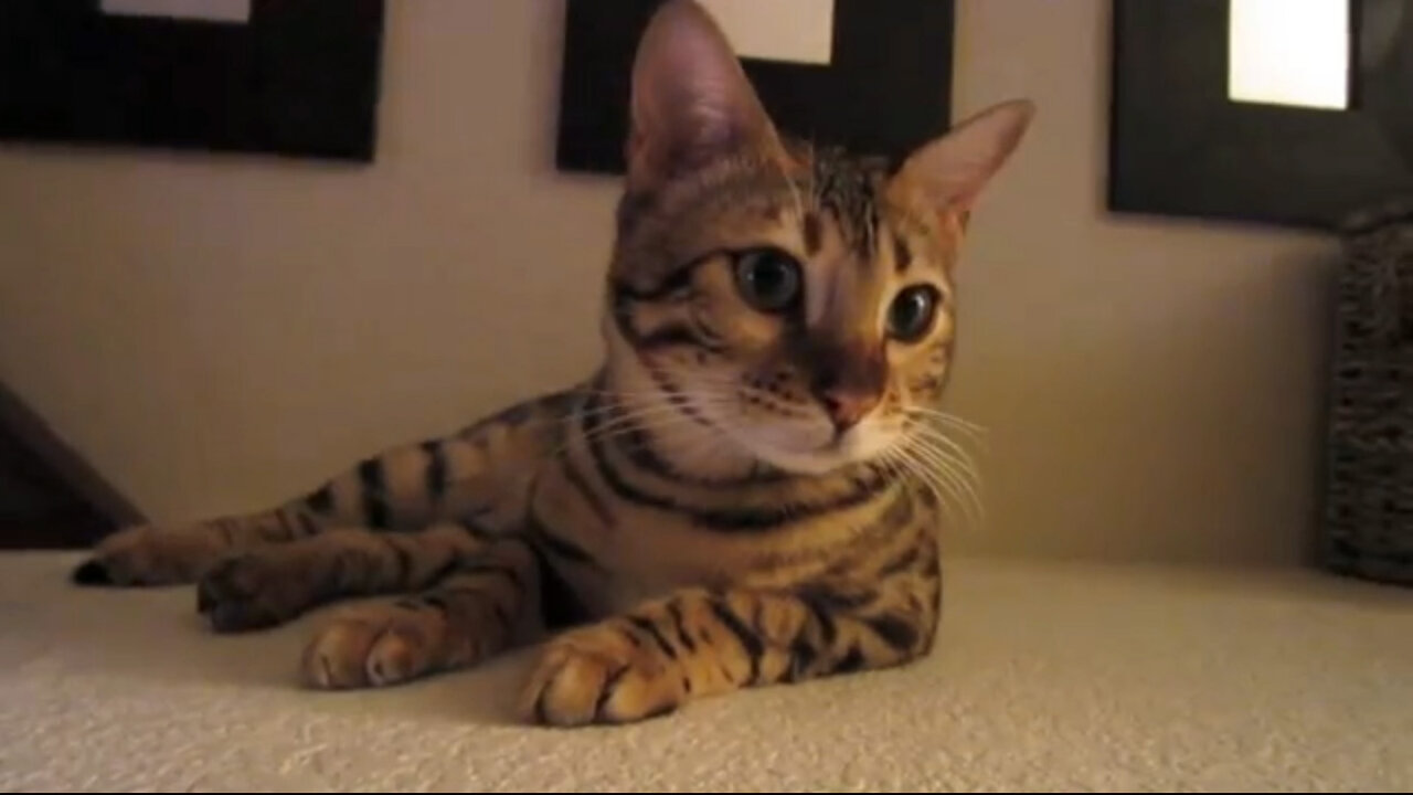 Adorable Bengal Kitten Purr Meow