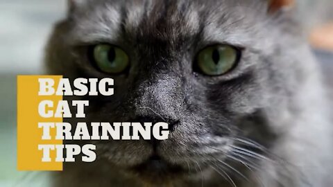 Cats 101 Basic Cat Training Tips