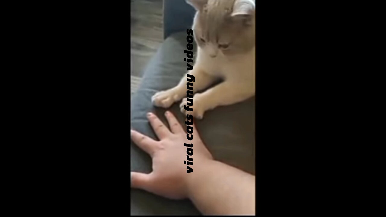 Funny videos #funnycatvideos#viral videos
