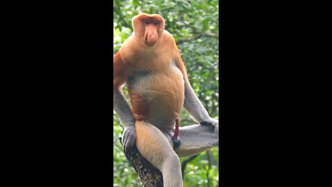 Monkey RIZZ at Its BEST 🐒