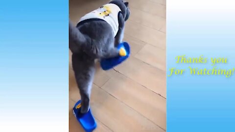 funny animals