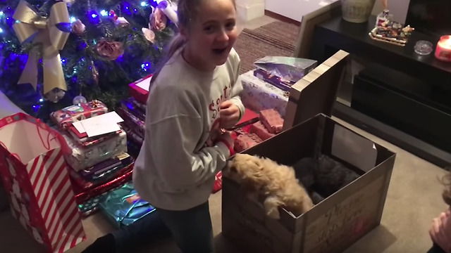 Cavapoo puppy christmas surprise