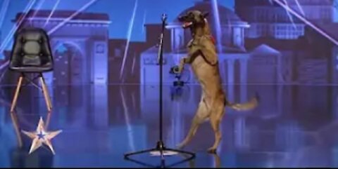 DOG TALENTED Romania's_ Got_ Talent