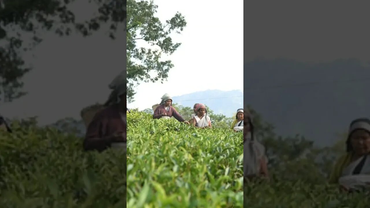 भारत दर्शन #मेघालय #viral #like #currentaffairs #shortsvideo #ytshort #ytshortsindia