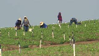 Life In Carlsbad: Flower Fields