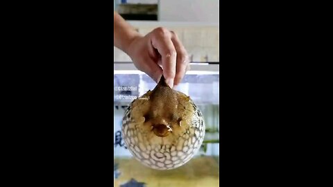 puffer fish