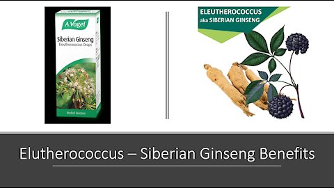 Eleutherococcus - Siberian Ginseng - Benefits