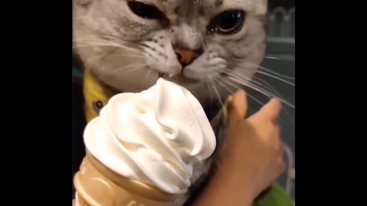 Angry Cat loves Icecream