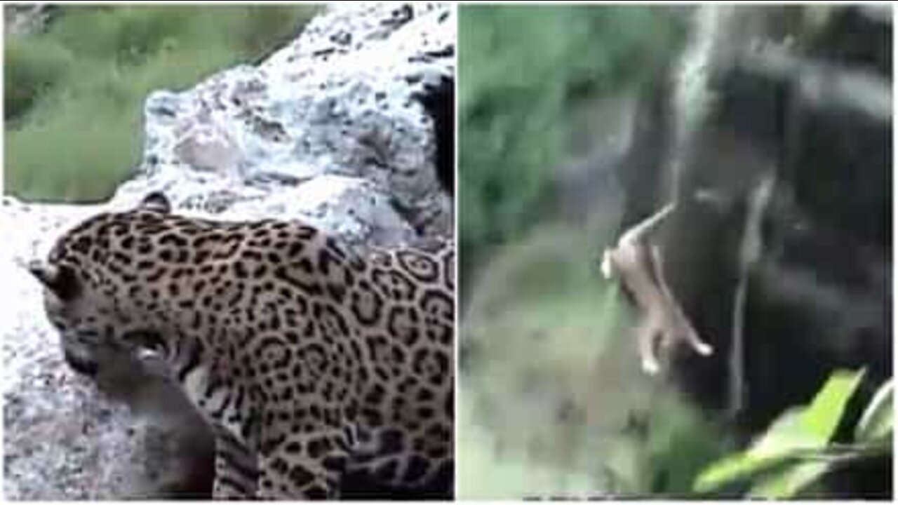 Leopardo cade da un burrone alto sei metri