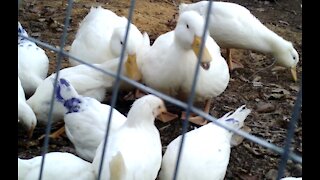 Ducks and Chickens on a Super Windy Day. Testing my new camera No Sound