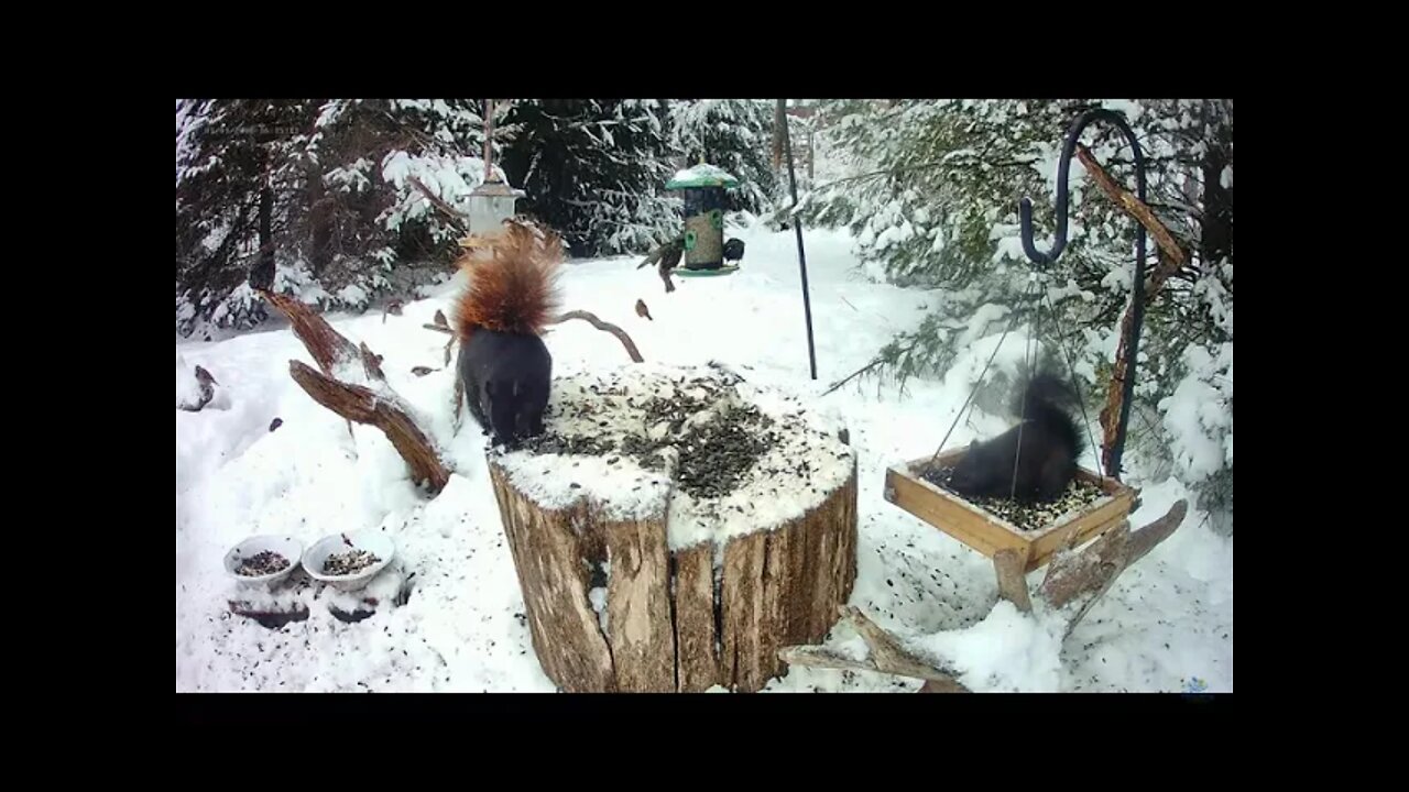 Our Resident Red-tailed Black Squirrel Enjoying a Winter Day