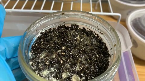 PooCake Primordia (And Grasslover Pin!)