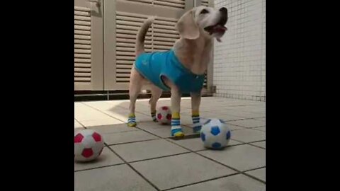 Bast short funny dog video Please my channel subscribe