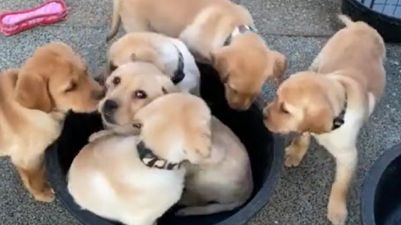 Puppies hilariously find a way to all fit into bucket