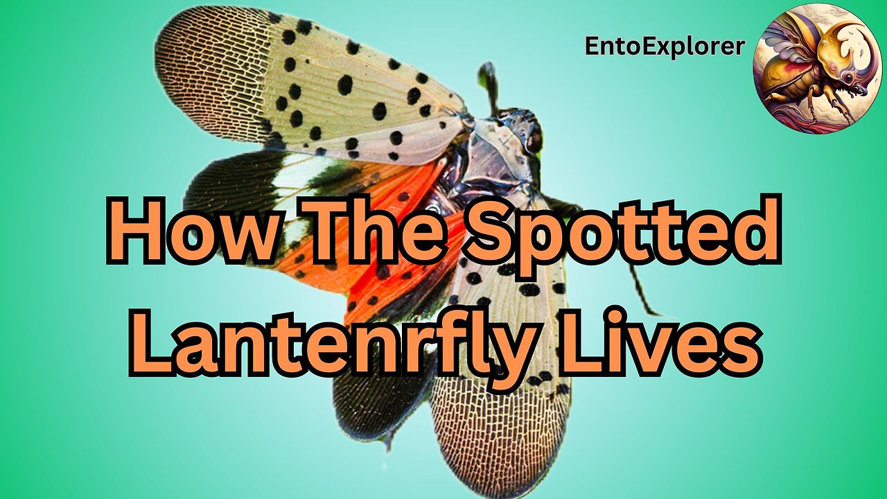 Spotted Lanternfly - How It Lives