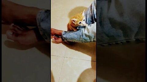 Billi Ka Baccha Pair Pe Chadh Raha Hai #kitten #shorts #shortvideo #trending #funnycats #catmeowing