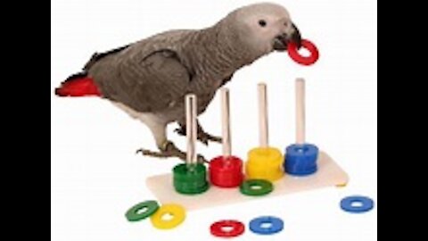 How to train your parrot