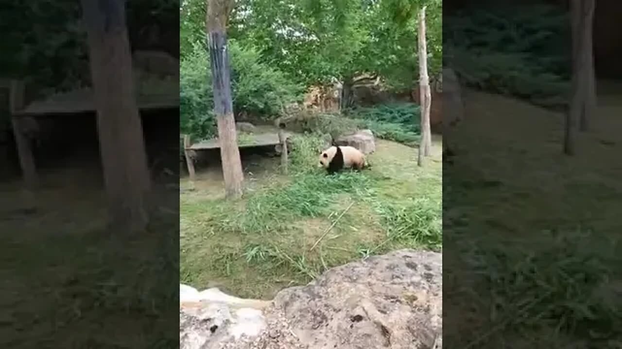 L'ours Panda 🐼 Flore De Lille Veuve Joyeuse je pense quotient émotionnel est une clé de la réussite