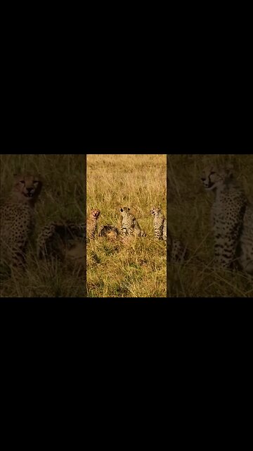 Cheetah Family Feeds #shorts