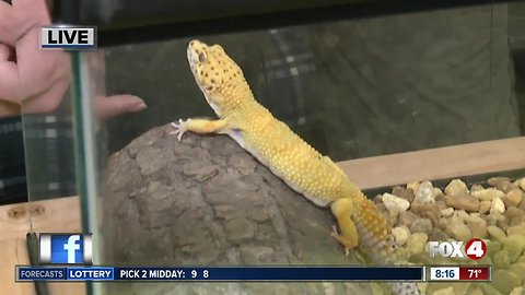 Adam's Animal Encounters comes to Fox 4 part 1