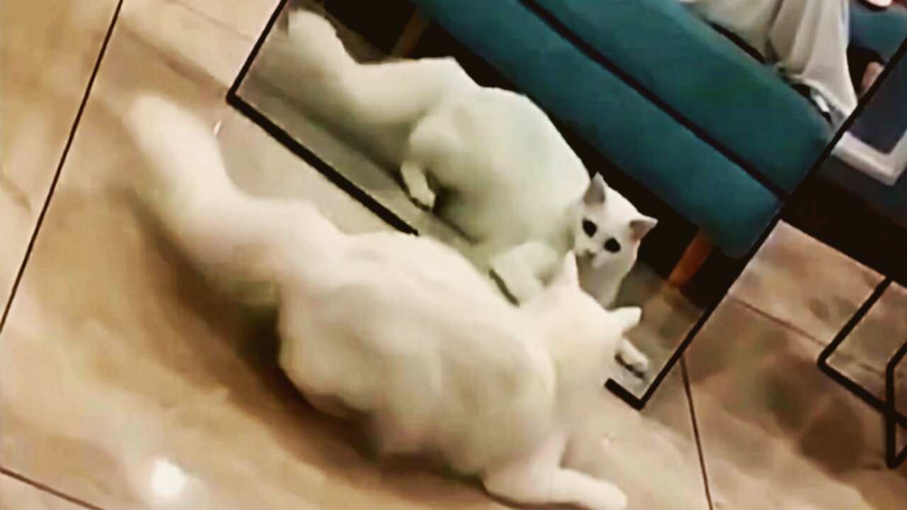 The cat was shocked when it saw itself in the mirror