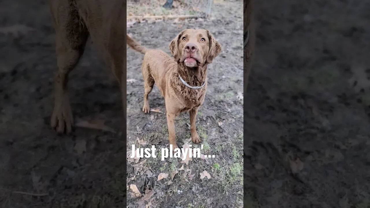 Just playin... #letsplay #lifewithdogs #sillydogs