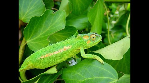 CHAMELEON HUNT (Mantis)