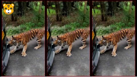 Tiger Pulling a tourist 🚘car