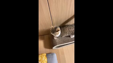 funny cats