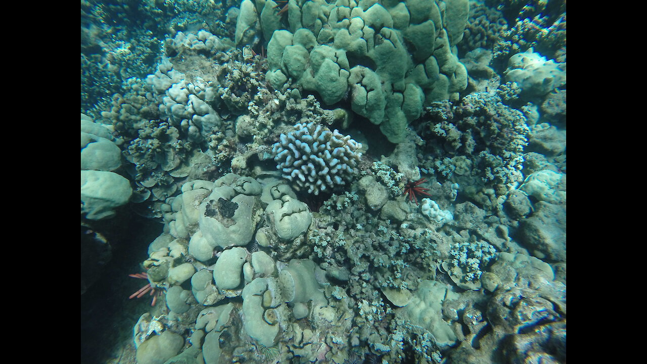 Coral bleaching appears off Maui as ocean heats up