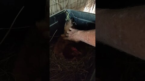 Forest sitting on eggs Day 8