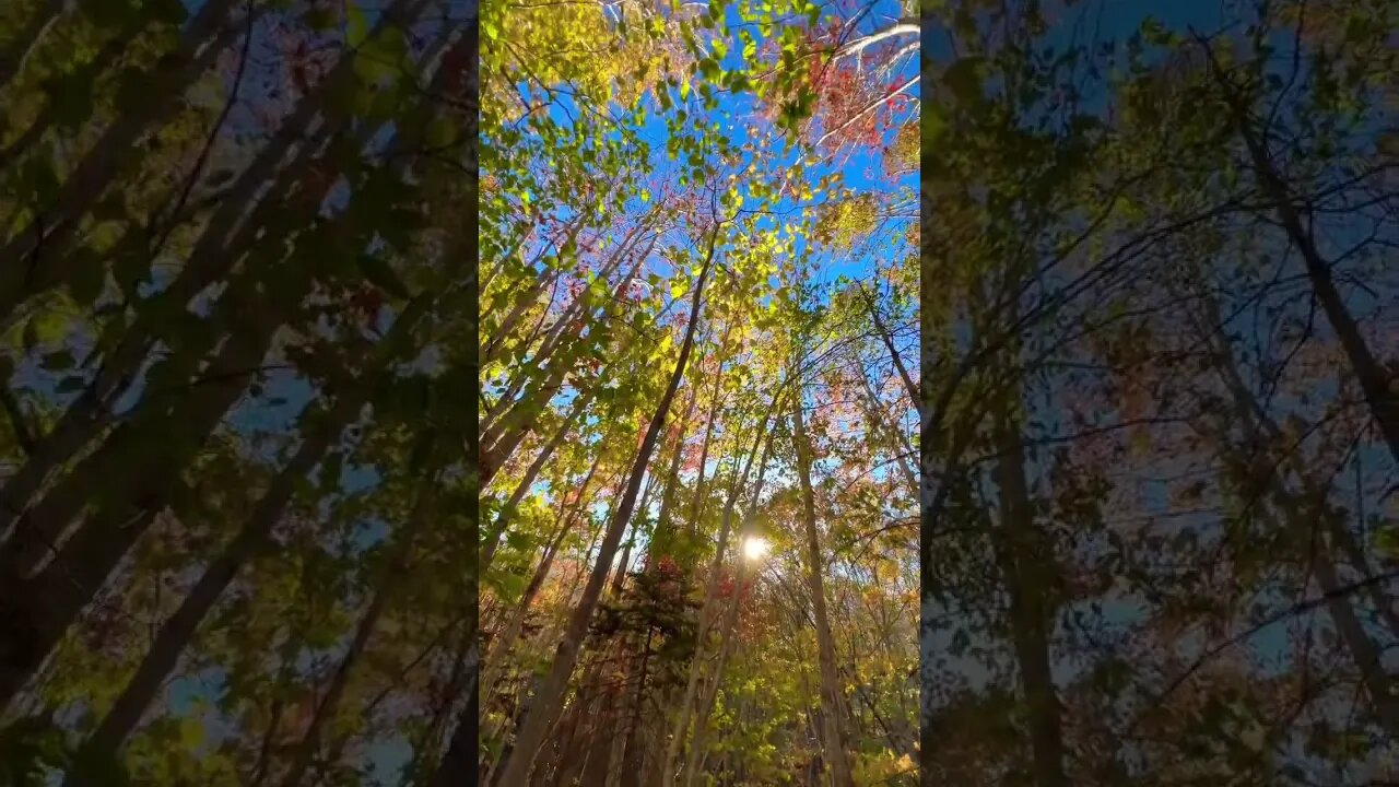 Tall Trees in the Fall