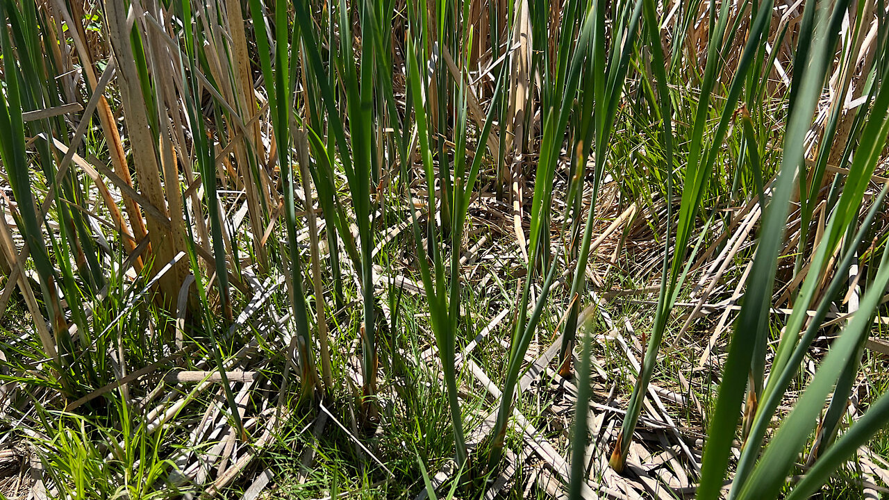 Foraging Cattail Part 1