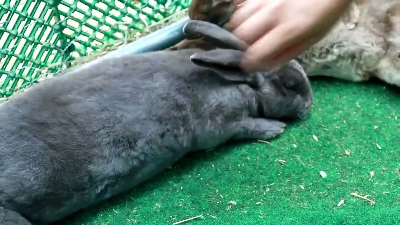 How Rabbits Choose Their Favorite Person